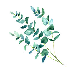 Watercolor eucalyptus branches.