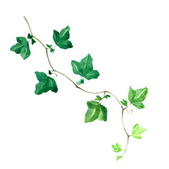 Watercolor green ivy