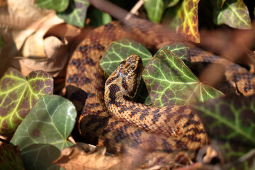 Vipère péliade Vipera berus au sortir de l'hivernation au printemps