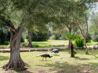 Porto Christo, Mallorca, Balearics, Spain