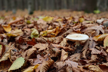 mushrooms in the forest
