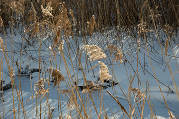 Reed brooms stand in the middle of a frozen swamp.