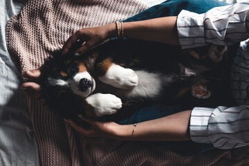 little puppy of bernese mountain dog on hands of fashionable girl with a nice manicure. animals