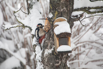 Buntspecht bei der Futtersuche