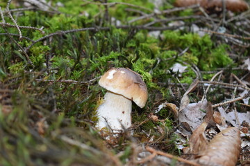 mushroom in the forest