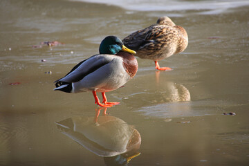 Stockenten auf dem Eis - sie genie&szlig;en die Sonnenstrahlen
