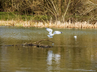 GULLS IN FLIGHT 