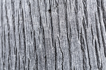 Beautiful texture of the big coconut palm trunk