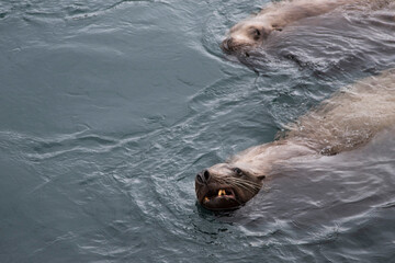 Obraz premium portrait of a sea lion floats on the water, looks towards the viewer, his mouth, mustache, teeth and eyes are visible. another sea lion is swimming nearby. the action takes place in the afternoon