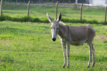 Naklejka na ściany i meble donkey on the farm pasture