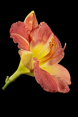 Fototapeta na wymiar Yellow-burgundy flower of daylily, lat.Hemerocallis, isolated on black background
