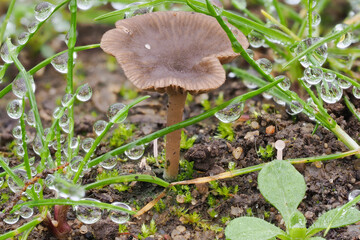 The Arrhenia griseopallida is an inedible mushroom