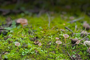 The Arrhenia rickenii is an inedible mushroom