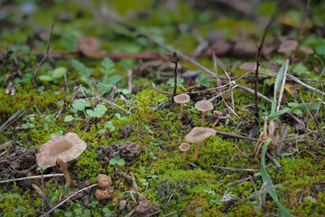 The Arrhenia rickenii is an inedible mushroom