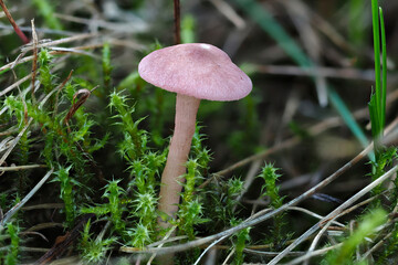 The Calocybe cornea is an inedible mushroom