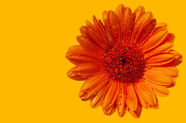 Macro shot of an orange toned 