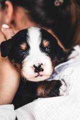 Bernese mountain dog puppy in female hands, care for animals, newborns