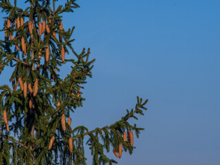 coniferous tree with cones against the sky 