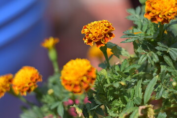 English Marigold 
