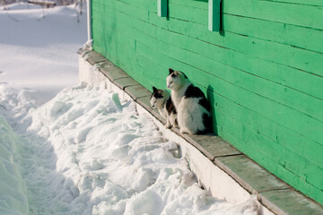 Two village cats sitting near house in winter