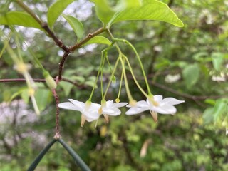 Obraz premium lily of the valley