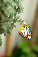 Beauty butterfly, in the green leaf