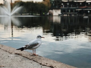 seagull on the water