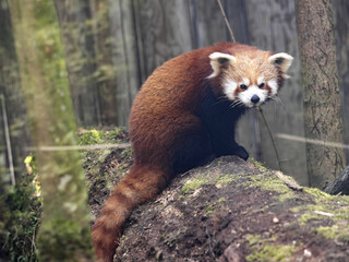 A red panda, Ailurus fulgens, sits on a trunk and observes its surroundings