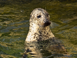 The Common Seal, Phoca vitulina, peeks out of the water and observes the surroundings