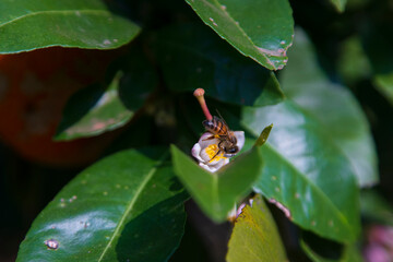 Fototapeta premium Natureza com sua beleza encantadora. 