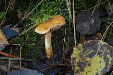 The Girdled Webcap (Cortinarius trivialis) is an poisonous mushroom