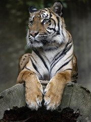 The Sumatran Tiger, Panthera tigris sumatrae, rests happily on the trunk