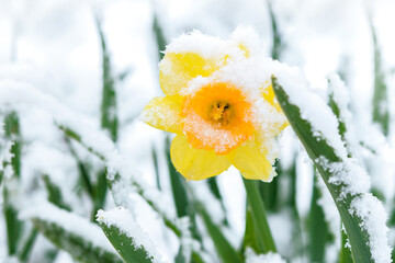 Spring garden during the weather breakdown - blooming yellow daffodils flower covered with snow in close-up
