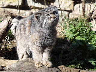 Pallas´ cat, Otocolobus manul, watching a bird in a tree