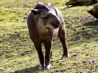 The South American tapir, Tapirus terrestris, licks its trunk with its tongue out