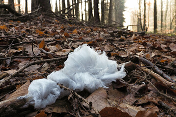 Mysterious hair ice is formed by a fungus Exidiopsis effusa
