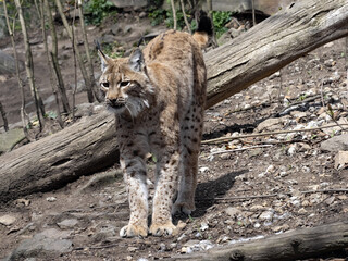 Scandinavian lynx, Lynx lynx lynx, with an angry hump back