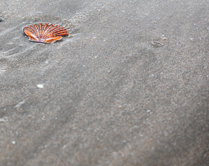 Coquillage sur le sable