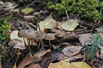 The slender navel (Fayodia bisphaerigera) is an inedible mushroom