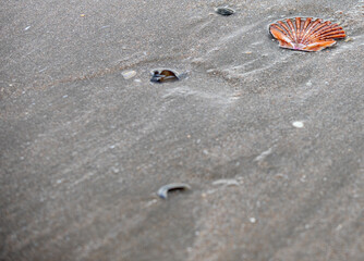 Coquillage sur le sable