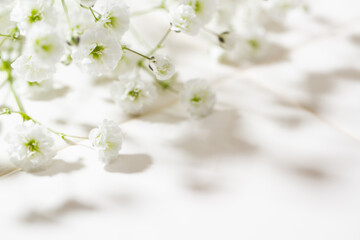 かすみ草　白い花の背景素材