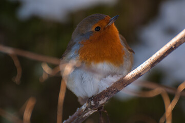 Beautiful Robin. The Robins just seem to love being photographed.
Scotland, UK