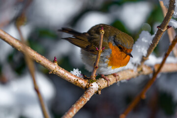 Beautiful Robin. The Robins just seem to love being photographed.
Scotland, UK