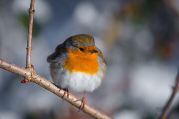 Beautiful Robin. The Robins just seem to love being photographed.
Scotland, UK