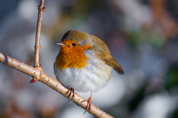 Beautiful Robin. The Robins just seem to love being photographed.
Scotland, UK