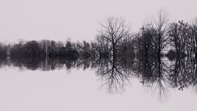 Scary forest on a misty, winter day. Black trees reflecting in a lake. Mysterious, minimalistic nature scene. Calm, peaceful scene in a forest without people. Wildlife and environment.