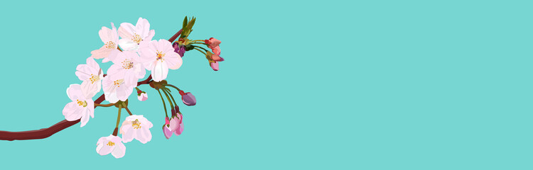 Fototapeta na wymiar Realistic cherry blossoms and buds, vector illustration, graphic, landscape, web header, banner, spring, flower, copy space, blue background, 