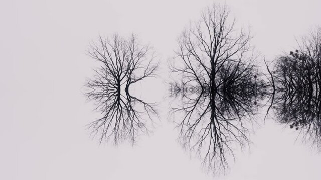 Abstract nature art, dead trees reflecting in the water on a foggy day. Mysterious, moody scenery, environment problems. Monochrome, empty landscape of a scary forest. Symbolism.