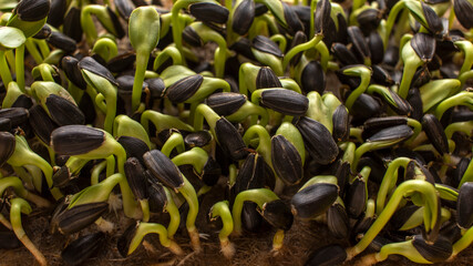 Sunflower microgreens. Sprouts of young sunflower close-up.