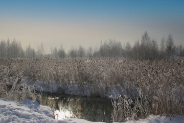 frosty mare over the frozen swamp. frost formed on reeds and trees
